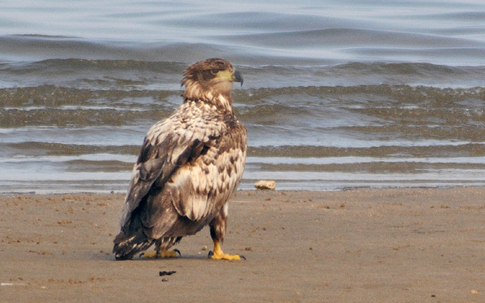 white-tailed eagle